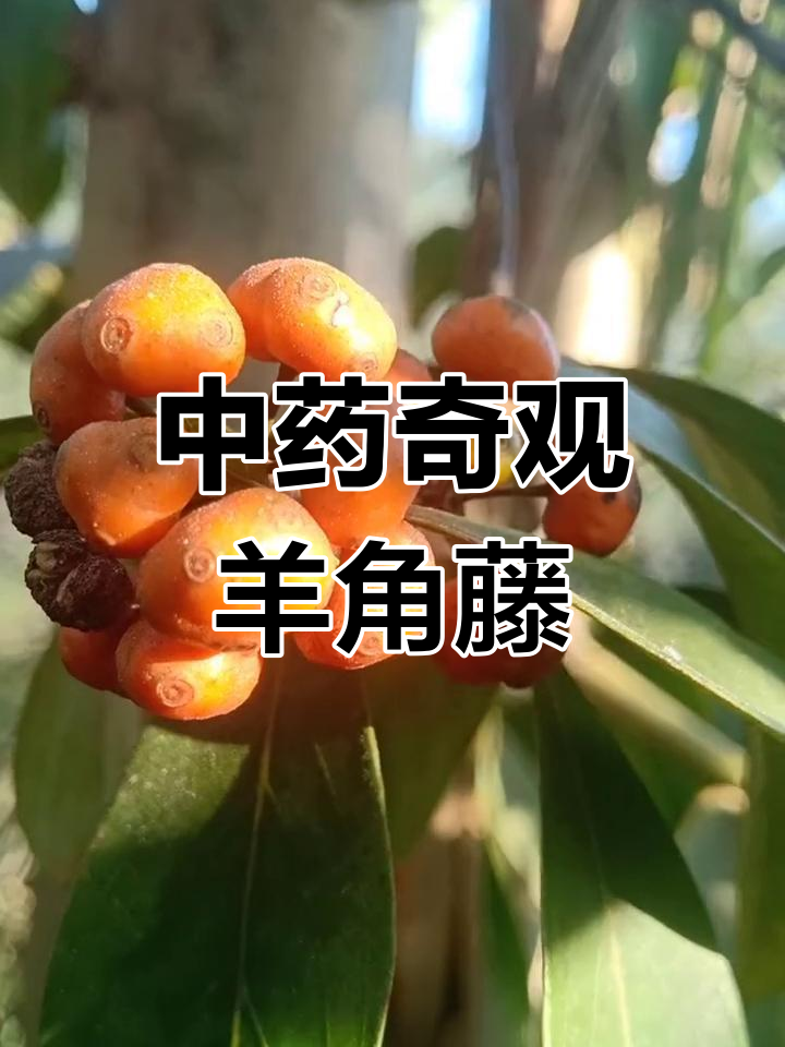 羊角藤果实奇特,小果上布满小眼