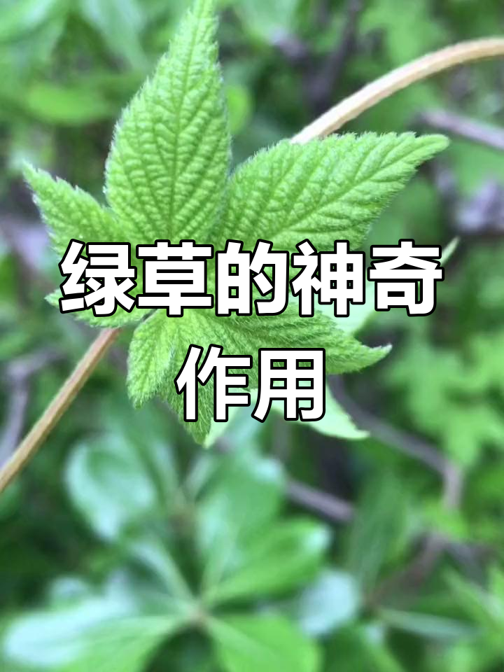 绿草:从讨厌杂草到宝藏中草药,全身都是宝