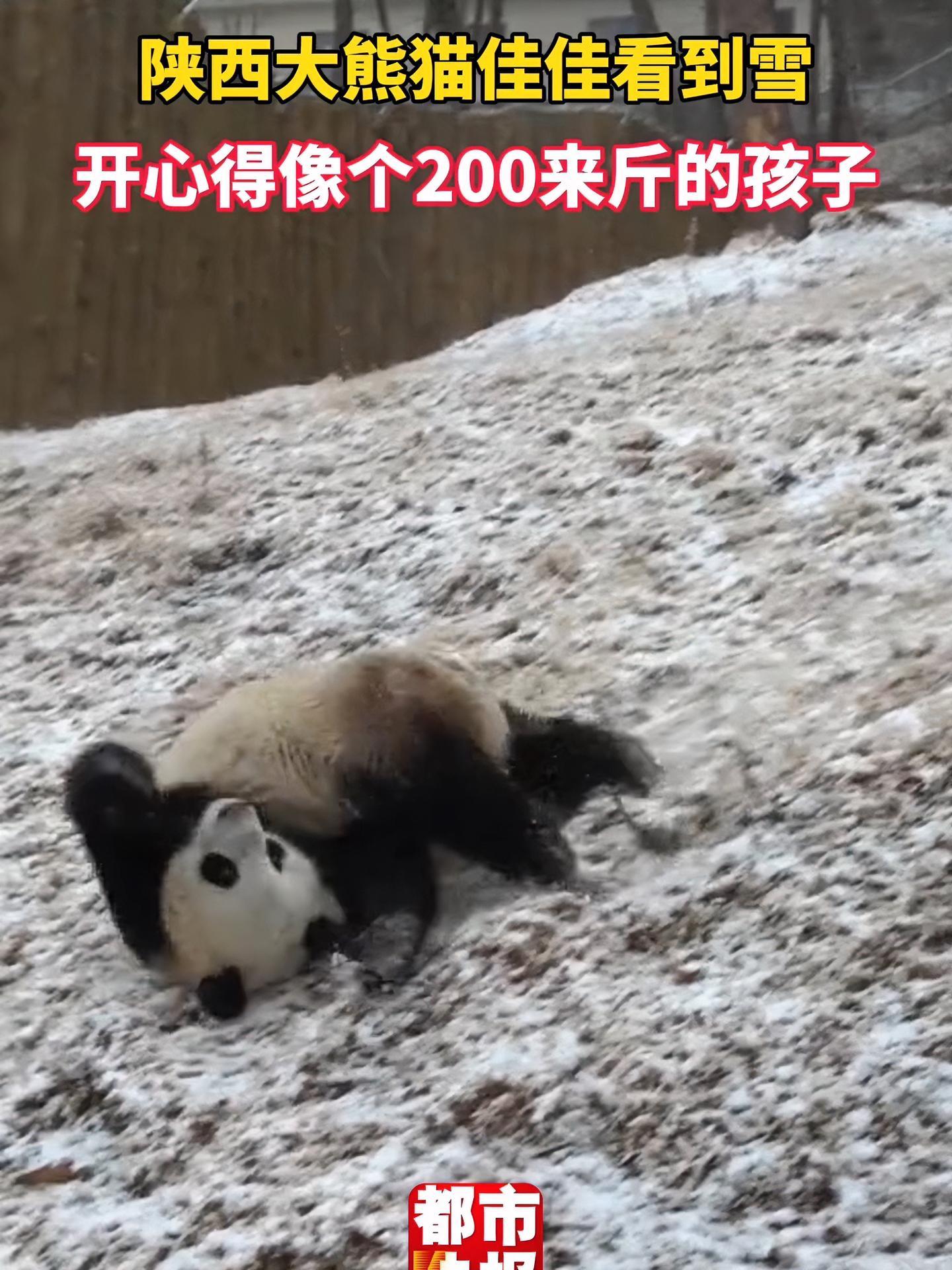 陕西大熊猫佳佳雪地里撒欢 隔着屏幕都感受到了它的快乐!