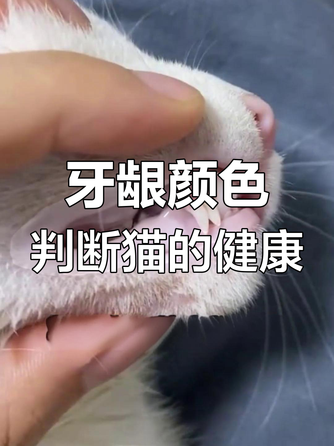 猫咪牙龈颜色图片