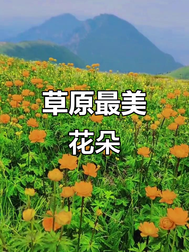 6月草原萨日朗,热烈如火绽放中!