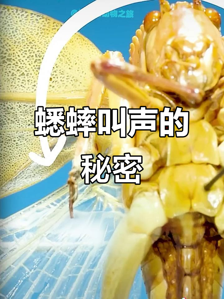 蟋蟀如何发出节奏感强烈的鸣声?揭秘翅膀上的特殊结构