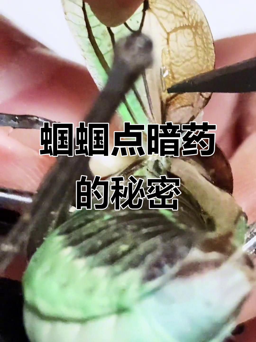 蝈蝈"暗药"揭秘:如何判断位置与品质