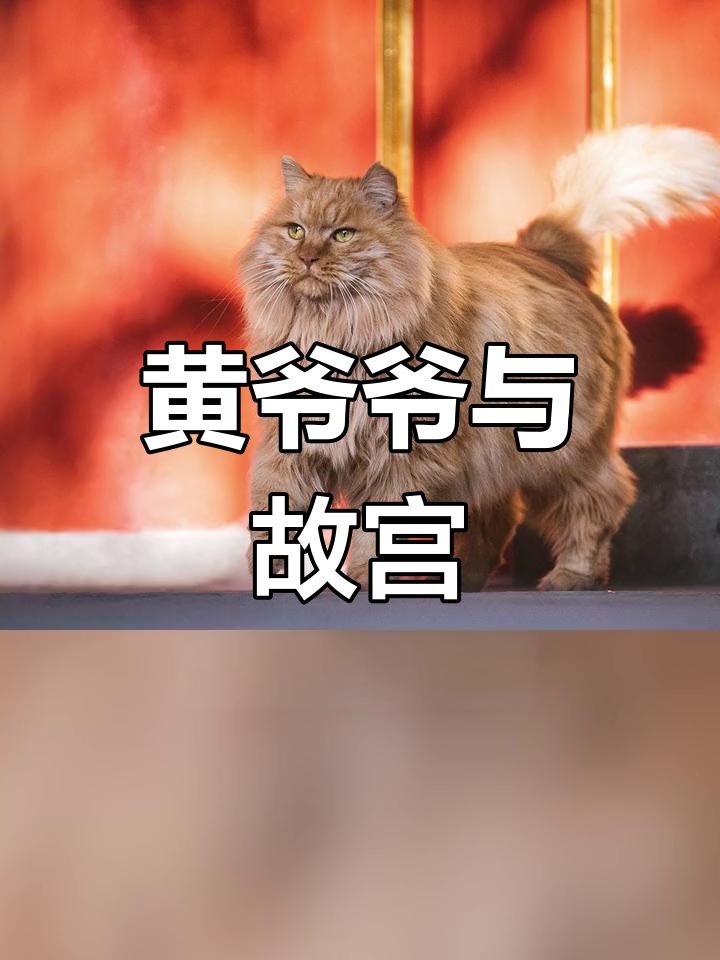 故宫猫黄爷爷图片