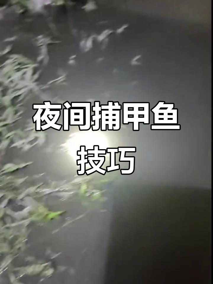 夜晚户外抓甲鱼,手电筒一照就能找到