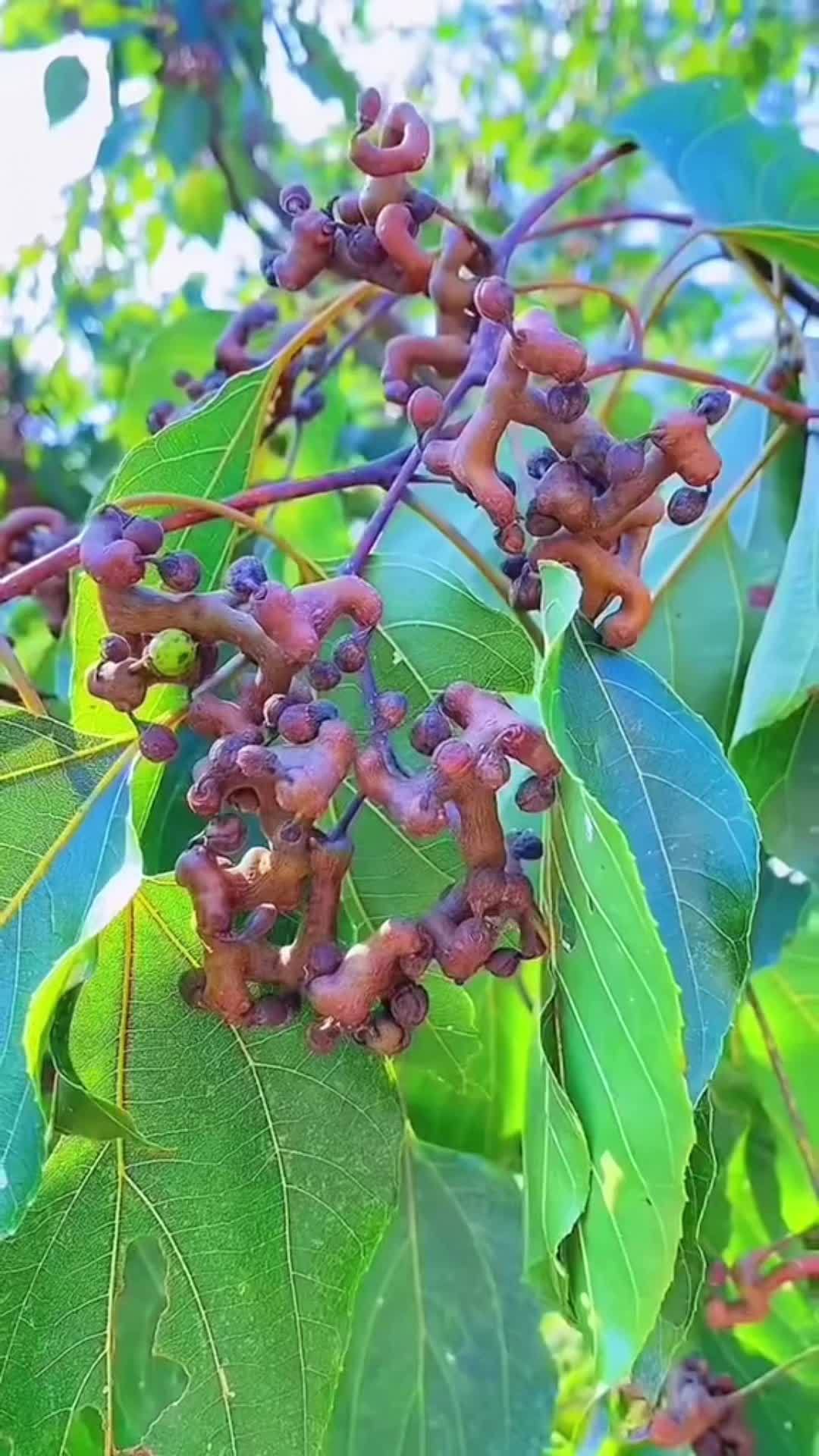 小时候很喜欢吃的 这个野果子有认识的吗 你的家乡有这种植物吗 美食