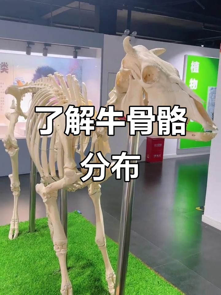 牛的全身骨架揭秘:从颈椎到尾椎全解析