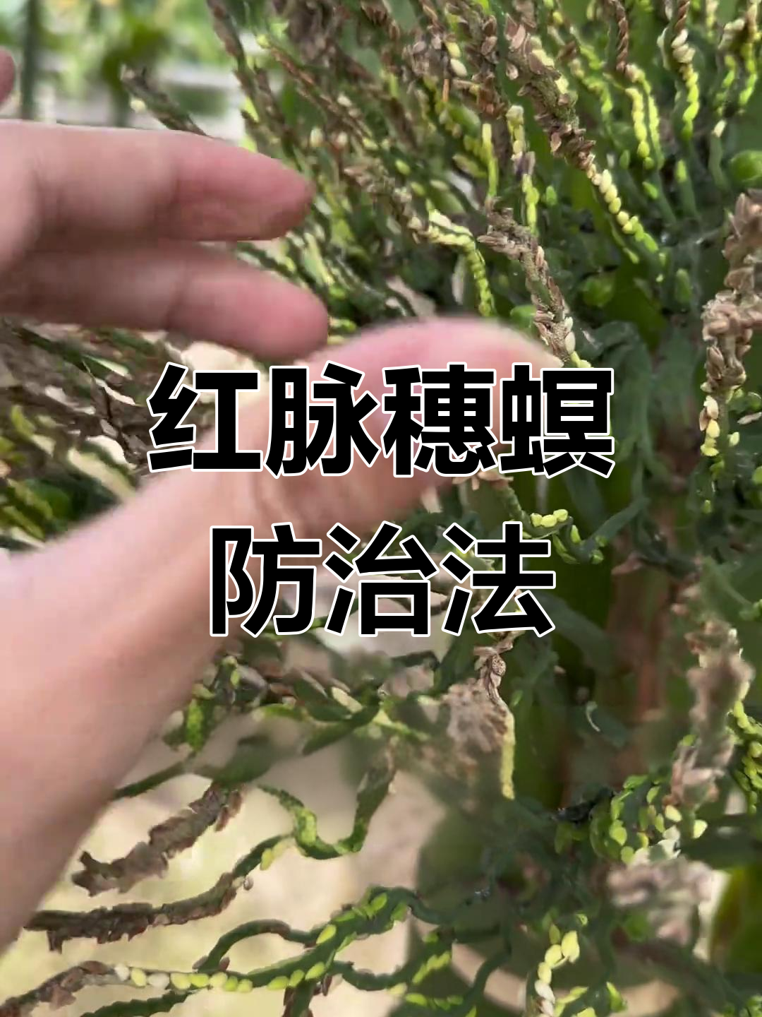 槟榔红脉穗螟防治要点:杀虫与灭卵同步进行
