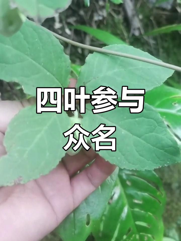 四叶参植物图片图片