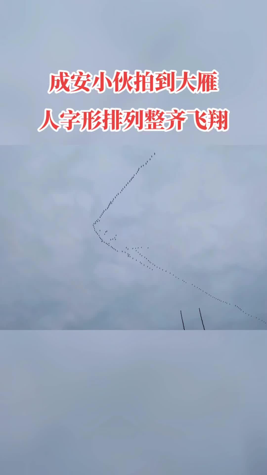 大雁 人字形图片