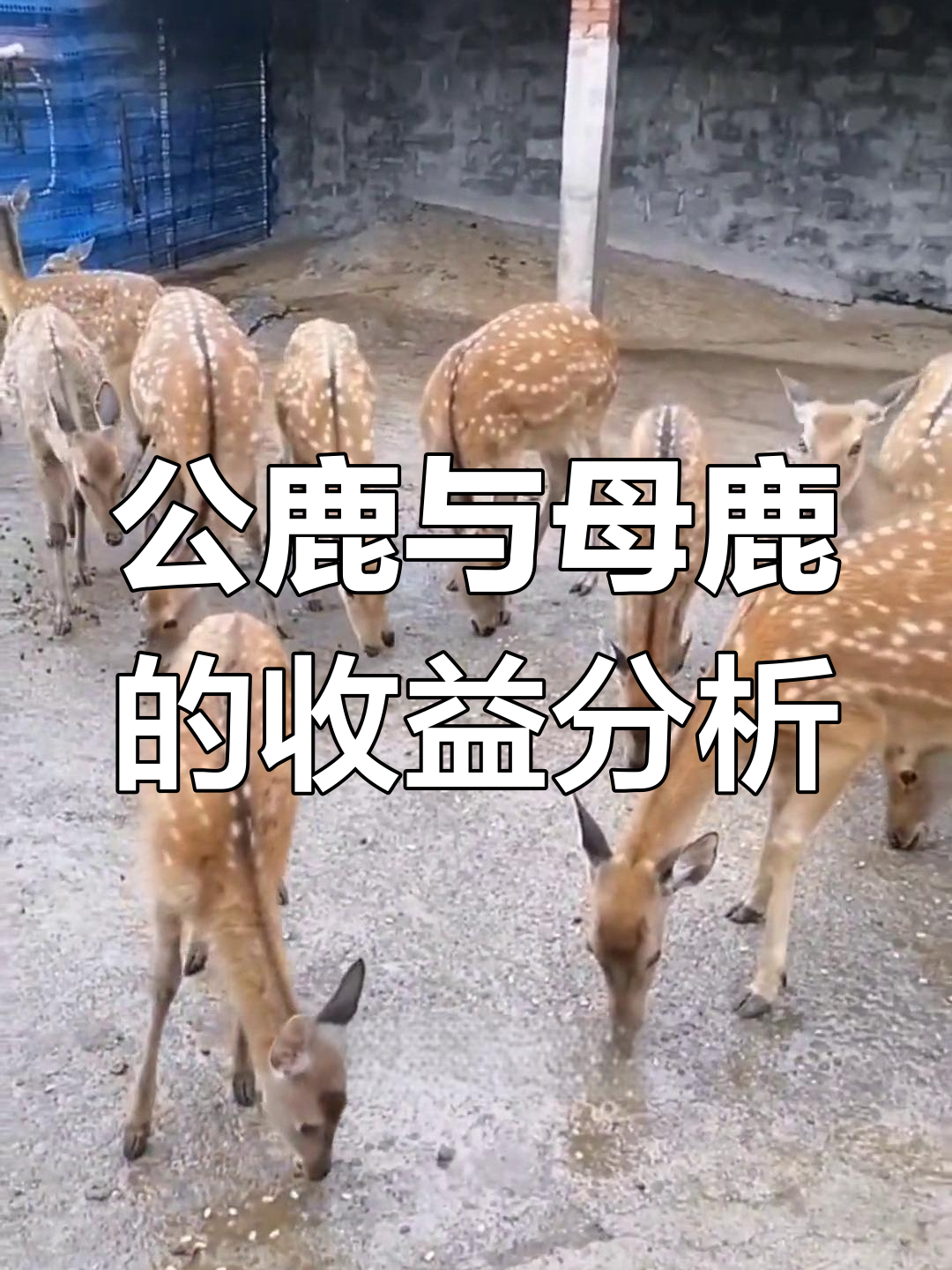 养公鹿还是母鹿?经济效益大对比