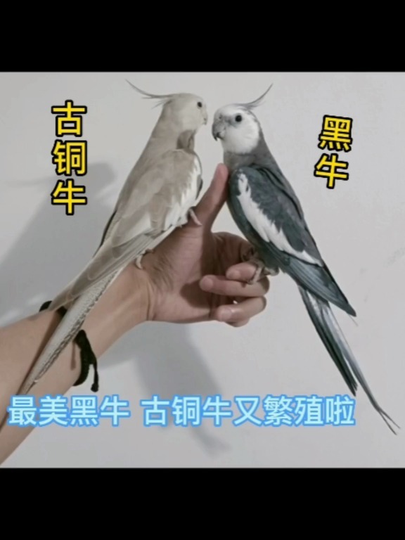 最美黑牛古铜牛玄凤鹦鹉又繁殖啦
