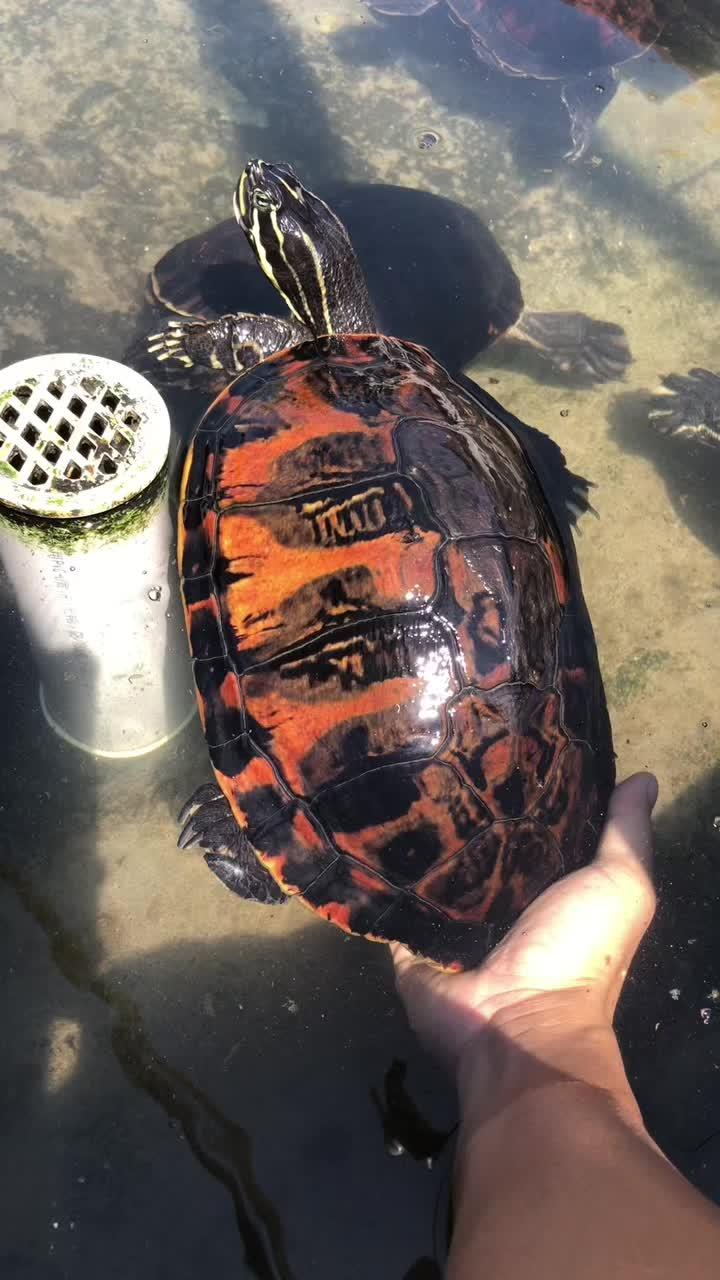 翅膀种龟@四海纵横火焰龟(2号店)@四海纵横龟业-度小视