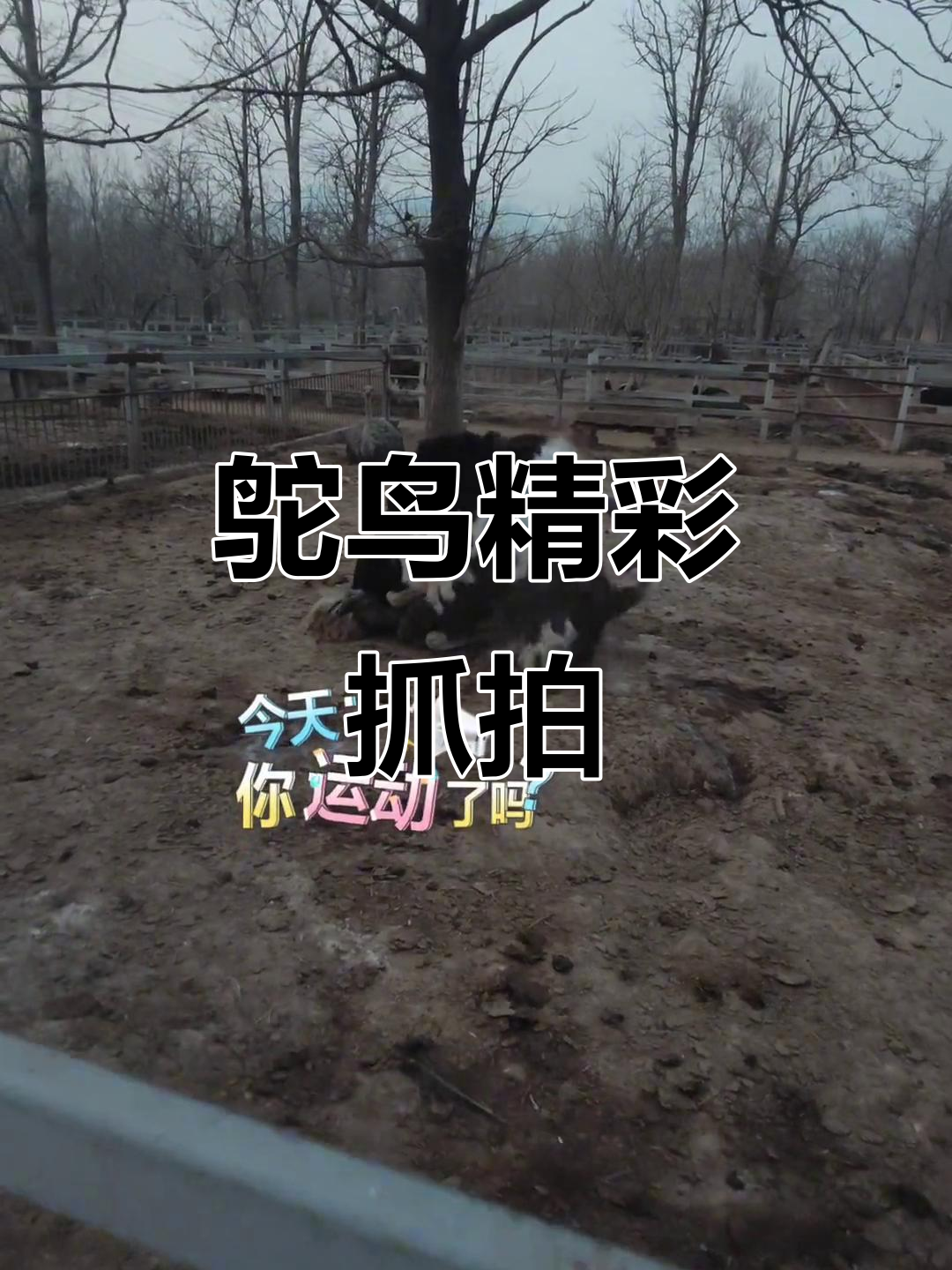 鸵鸟搞笑瞬间大合集,笑到不行!