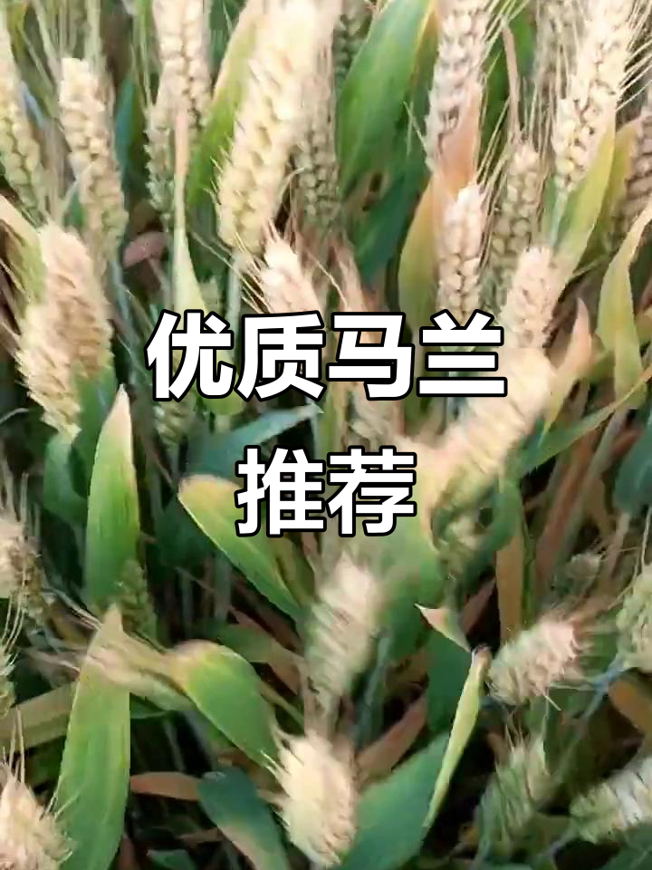 马兰1号,矮杆高产,抗病性强,深受农户喜爱