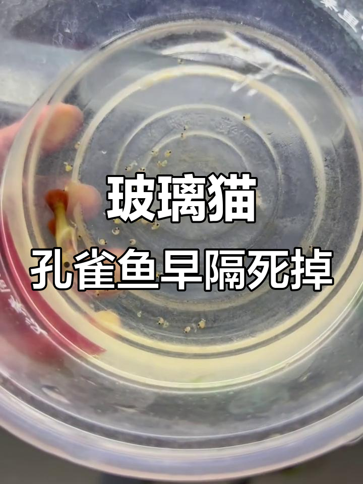 玻璃猫孔雀鱼隔离过久,竟然难产死亡!