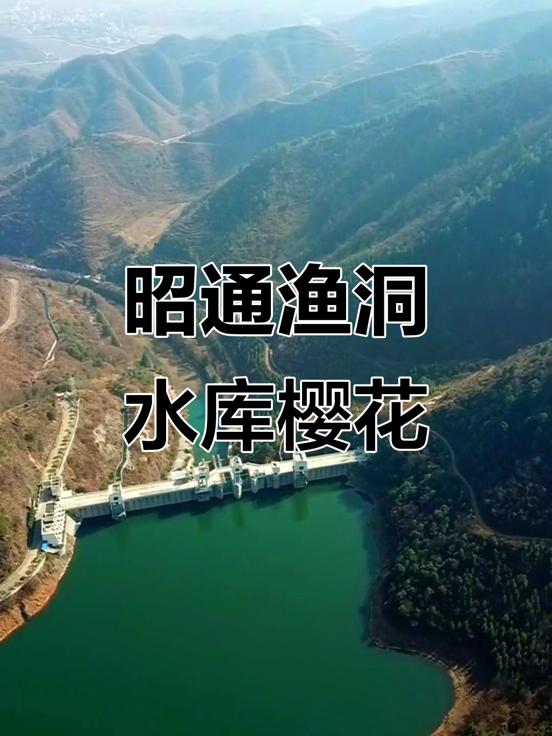 云南昭通渔洞水库樱花大道,航拍美景尽收眼底