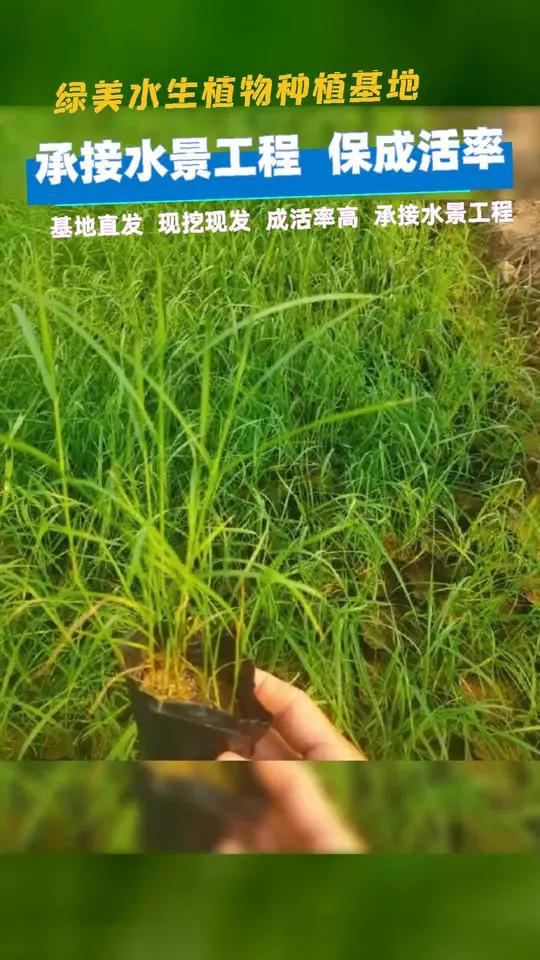 河池市大型芦苇苗厂家 商丘市芦苇草哪里买 南宁市芦苇苗批发基地