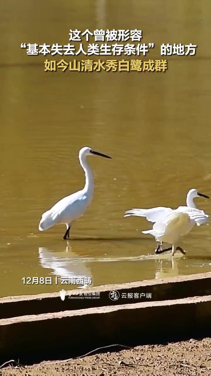 白鹭高飞图片