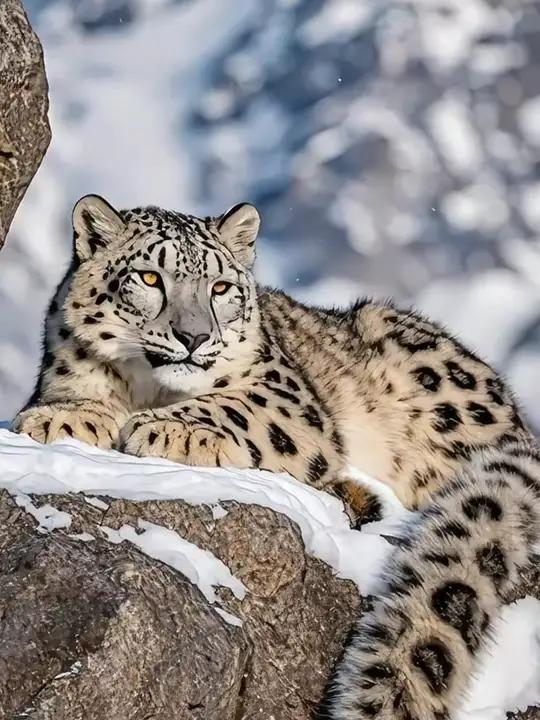 雪豹达瓦在悬崖峭壁上晒太阳,表情太萌了 野生动物零距离 猫科动物