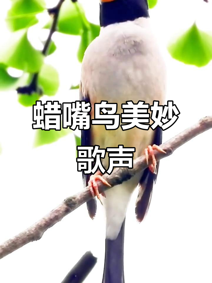 蜡嘴鸟的独特叫声,带你领略鸟类世界的奇妙