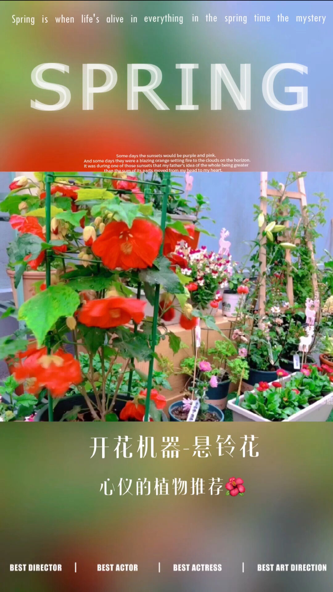 悬铃花修剪图片