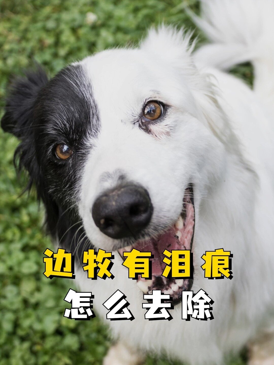 边牧泪痕怎么办?教你4个小方法