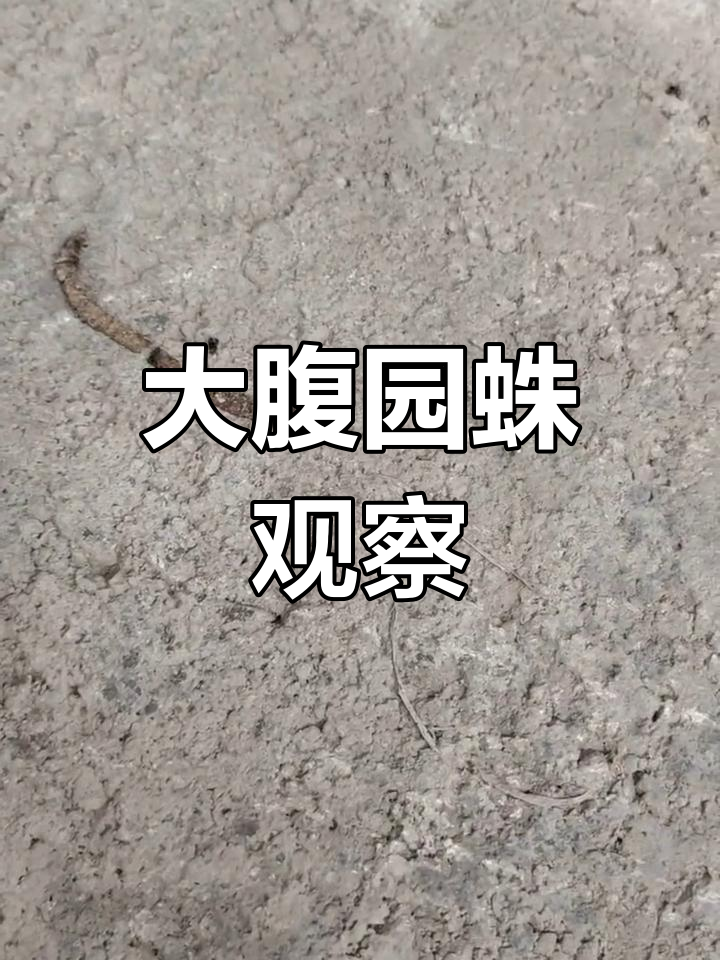 常见微毒蜘蛛:大腹园蛛