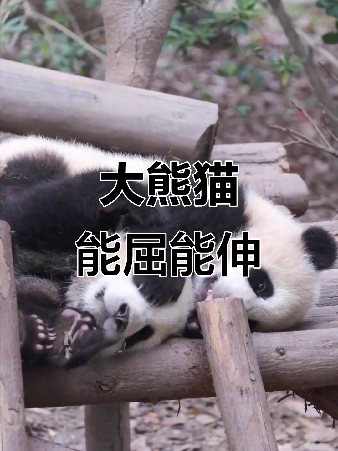 大熊猫打不过就投降,萌态十足!