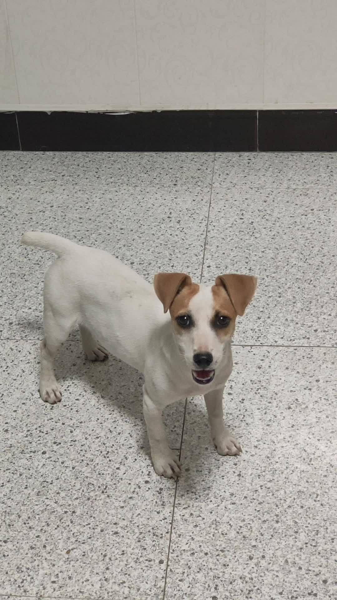 杰克罗素梗 警犬 缉毒犬 猎犬 犬舍宠物狗