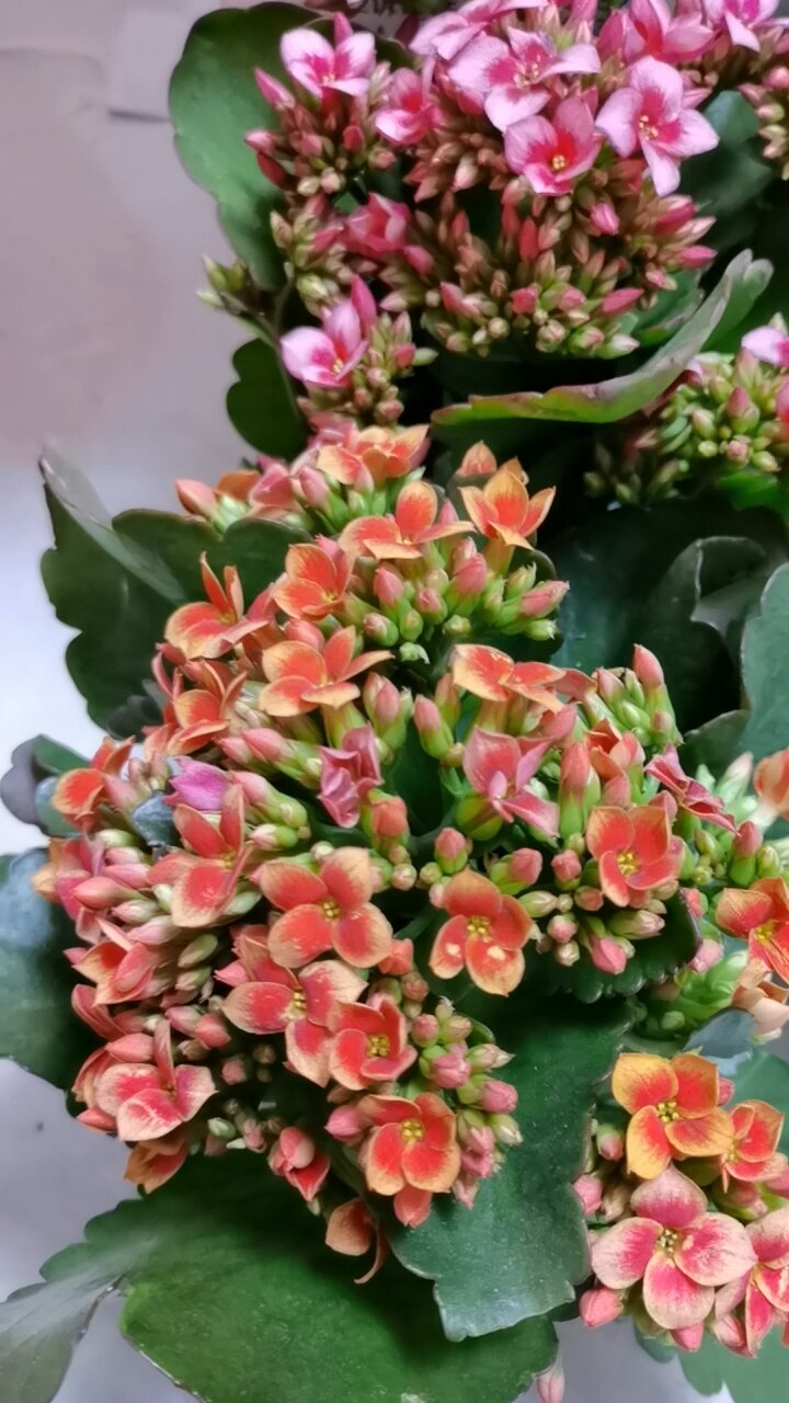 六个新品种单瓣长寿花你们认识几种呢