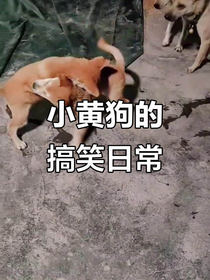 两只小黄狗白面,活泼可爱惹人爱