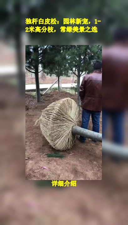 独杆白皮松:园林新宠,1-2米高分枝,常绿美景之选