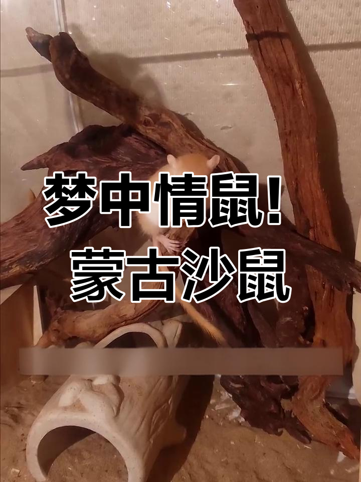 蒙古沙鼠:活泼好动,群居萌宠,合笼不打架