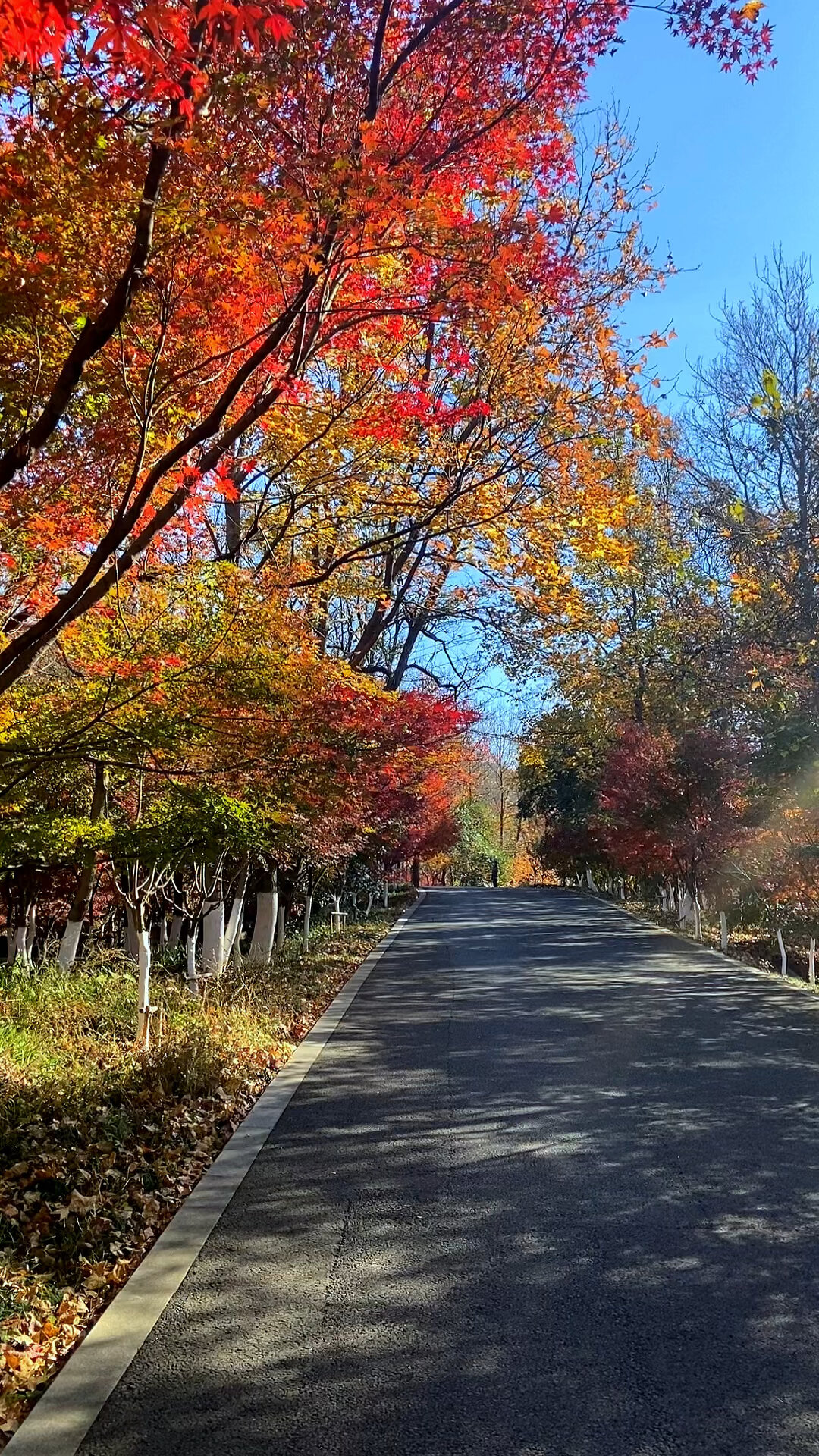 栖霞山红枫节图片