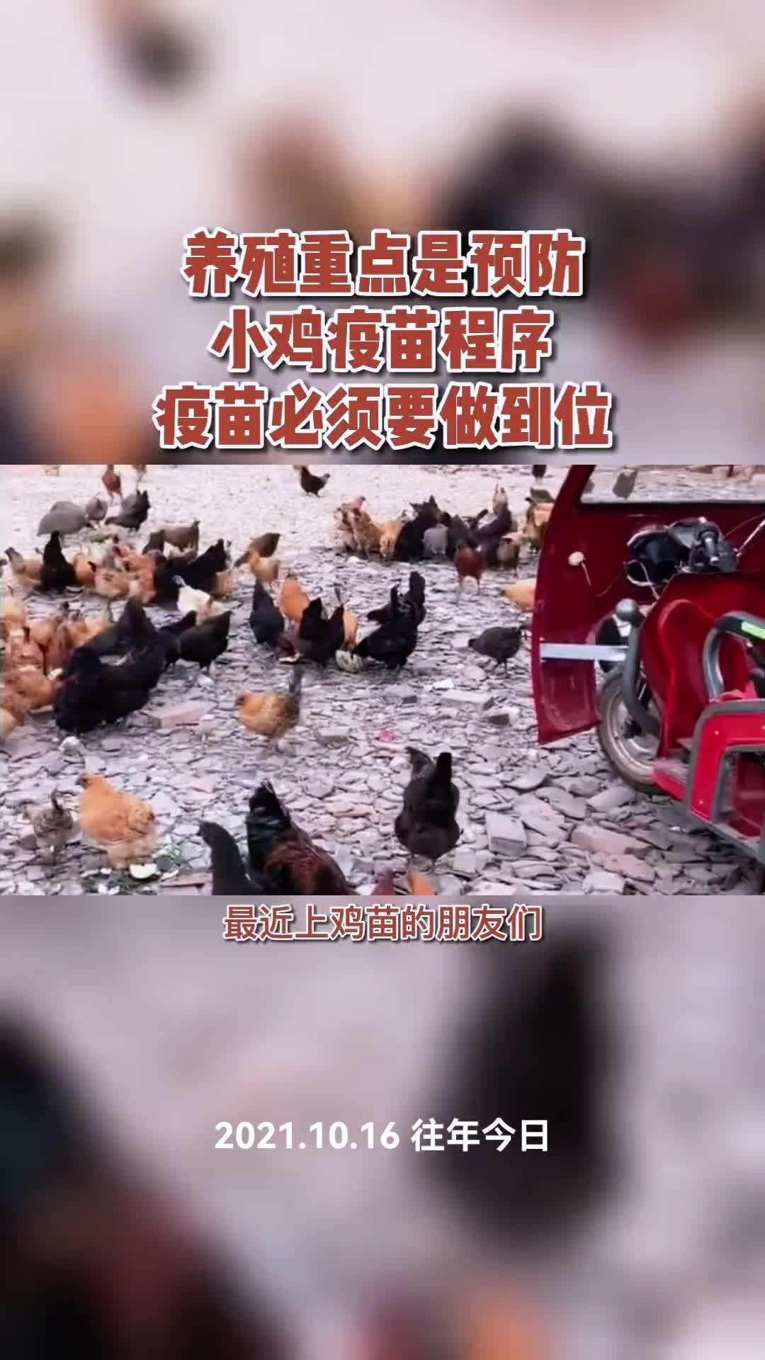 农村创业养鸡能享受政府补贴吗(农村创业养鸡能享受政府补贴吗知乎)
