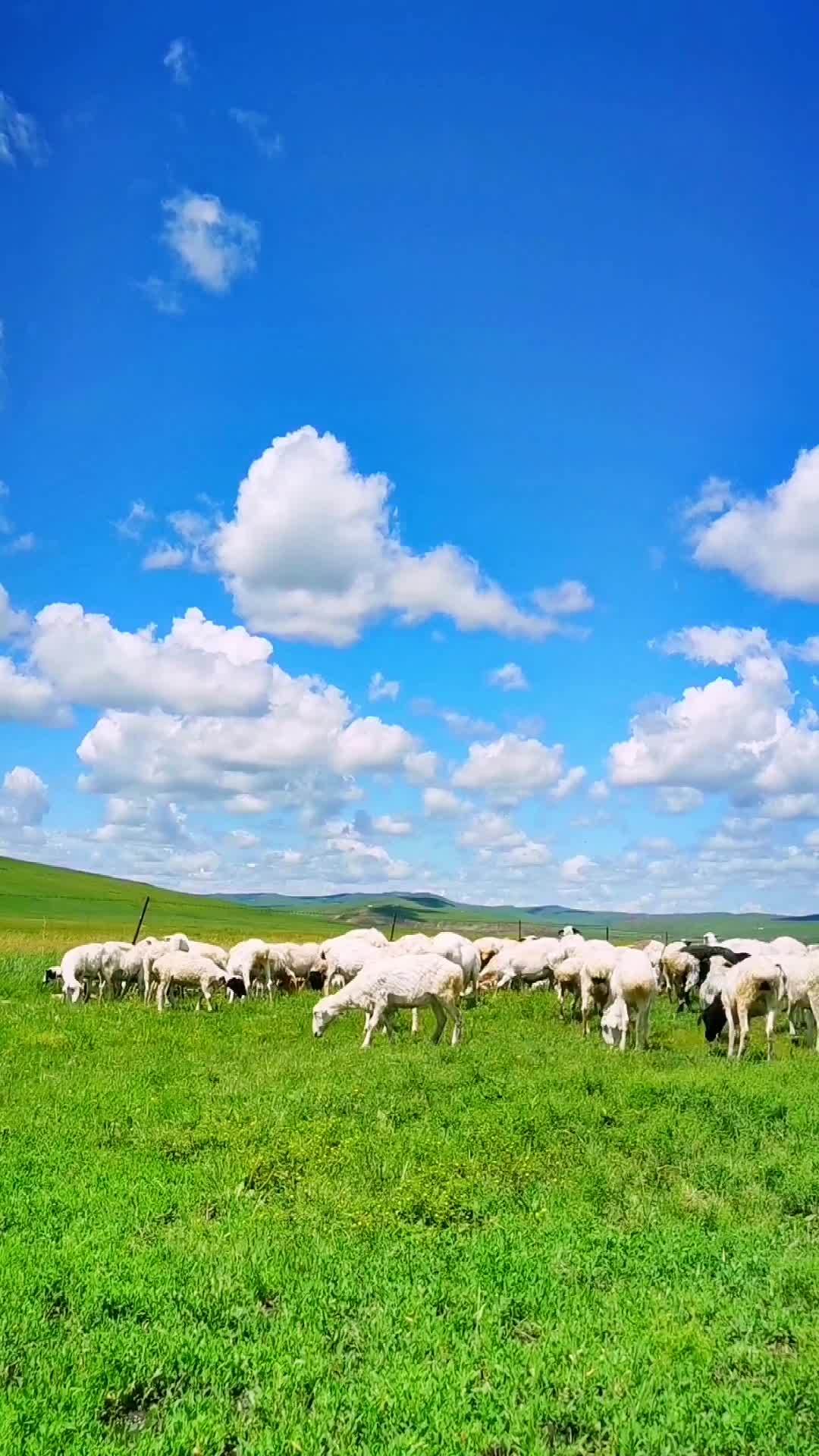 蓝天白云,牛羊成群,呼伦贝尔大草原太美了!