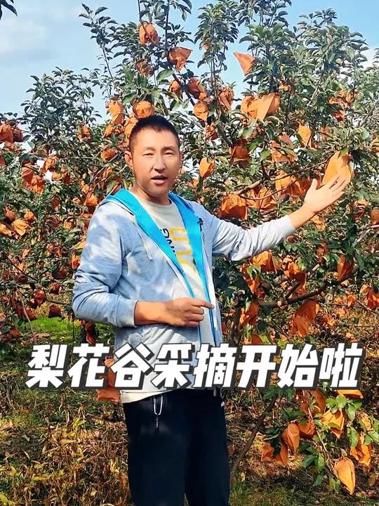 亲身体验丰收的乐趣,带上你的宝贝来玩吧,抚顺 抚顺梨花谷 抚顺航拍