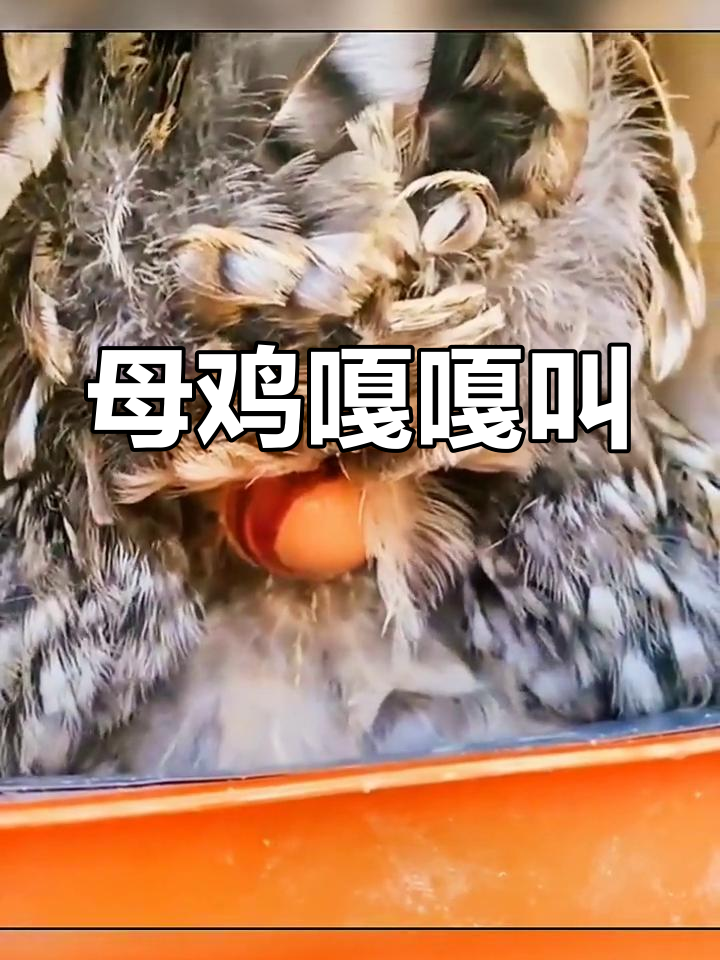 母鸡下蛋时的欢乐叫声