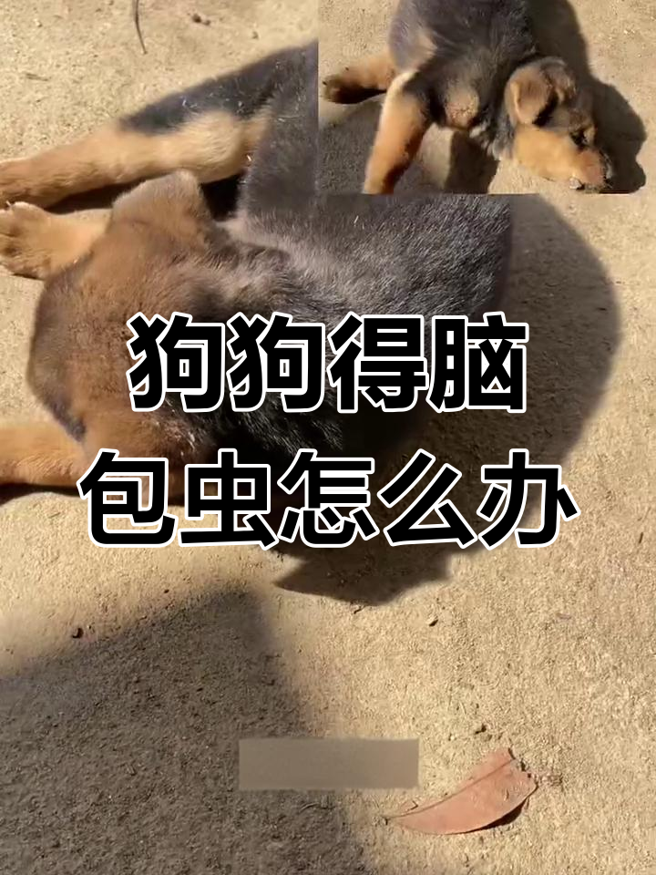 狗脑包虫症状与预防方法,如何应对抽搐发作