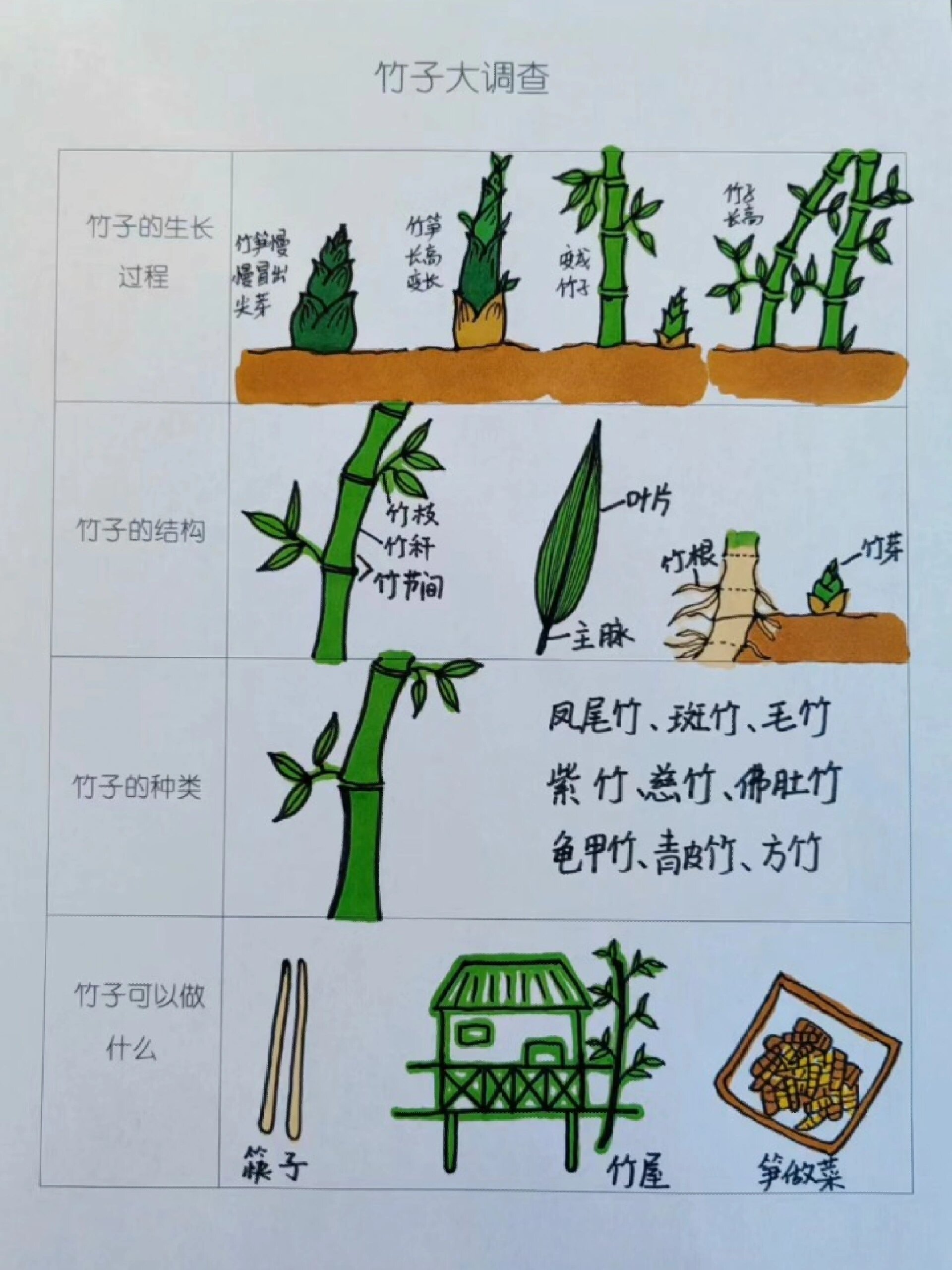 —竹子大调查竹子调查表