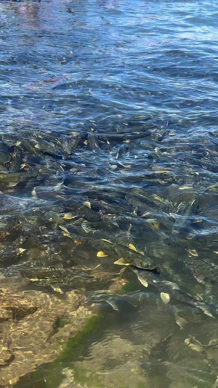 最美的季节邂逅青海湖湟鱼洄游季的碧水蓝天