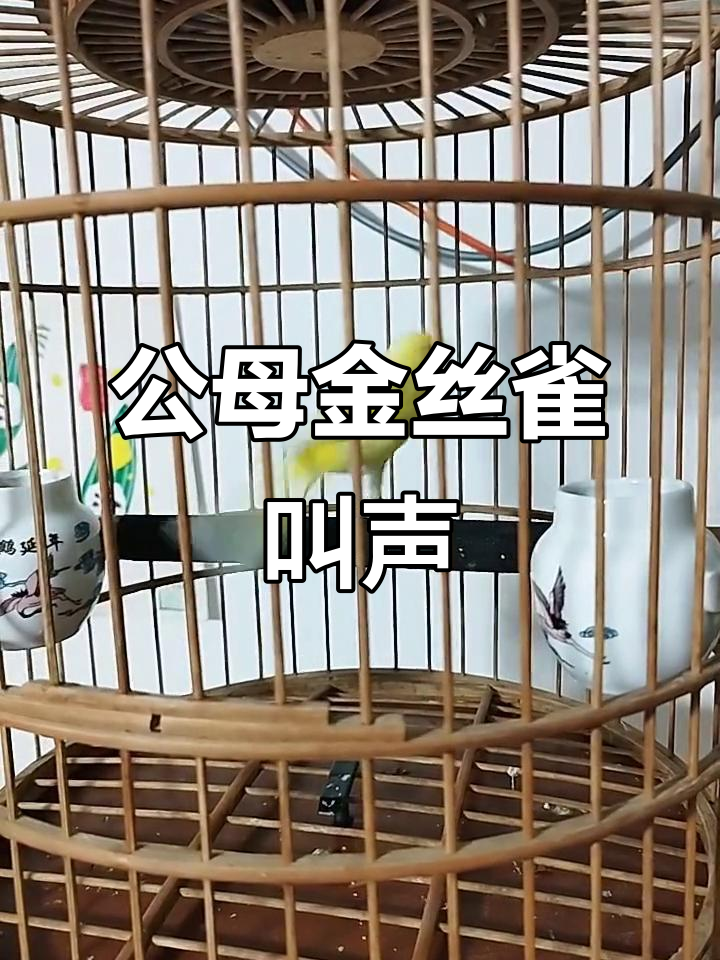 金丝雀公母叫声大比拼,快来听听!