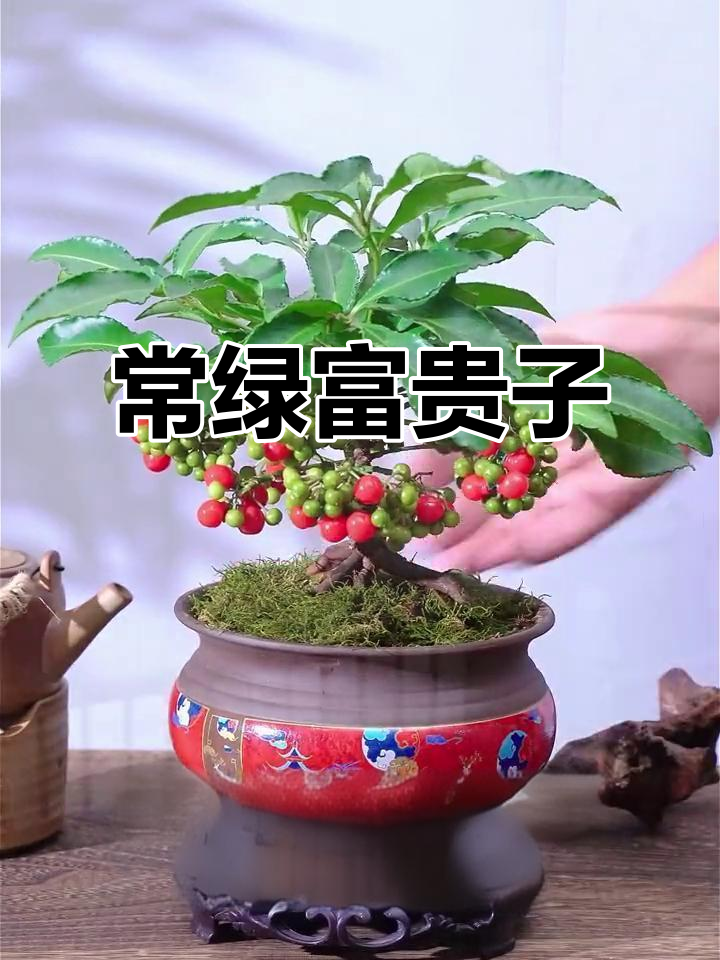 富贵子:常绿果实满树,象征好运连连