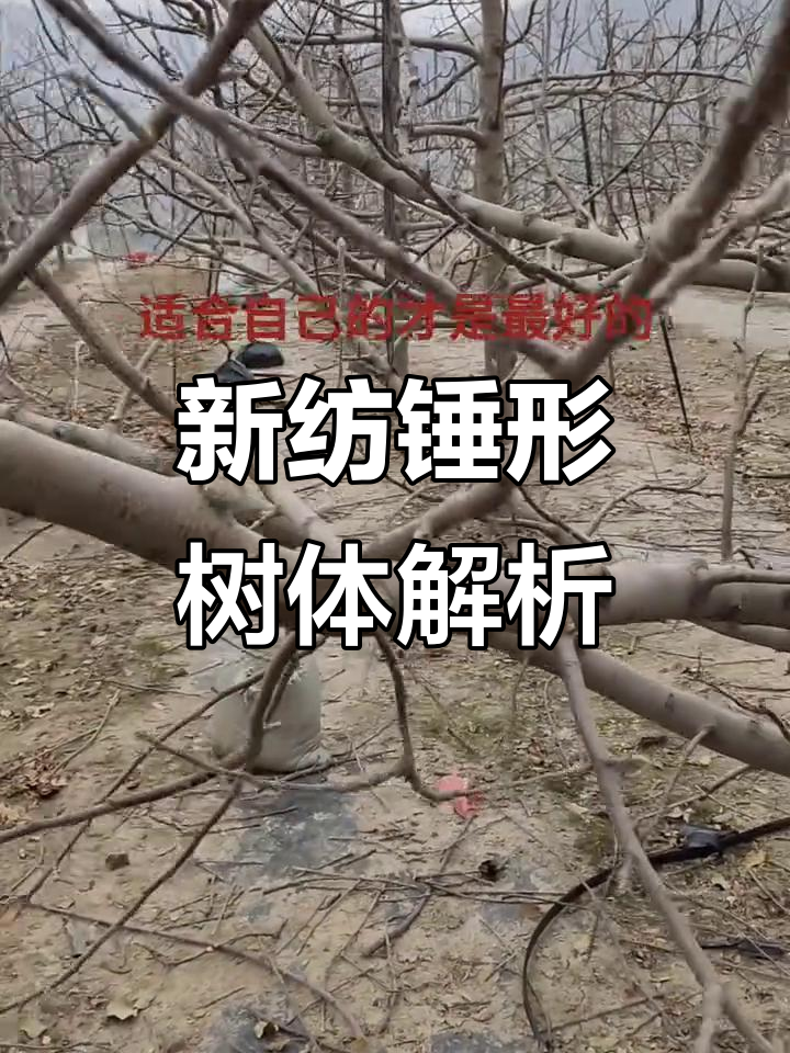 纺锤形标本揭示树体结构奥秘