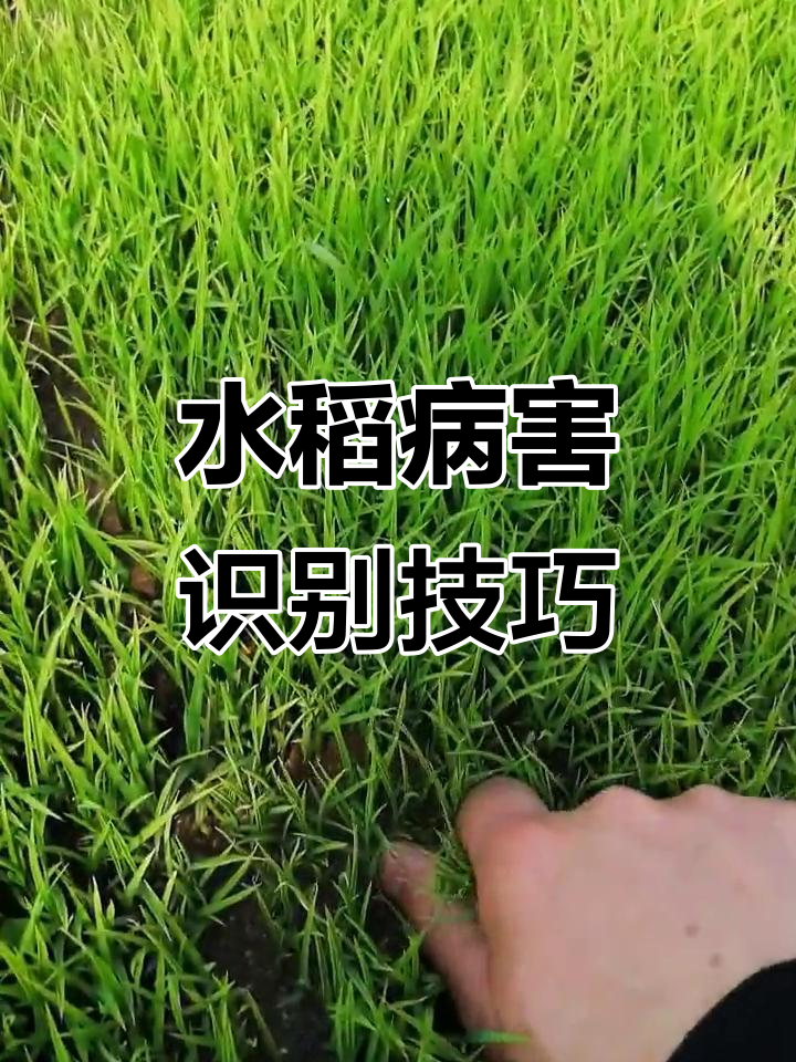 如何区分水稻青枯病与生理性失水,立枯病的判断方法