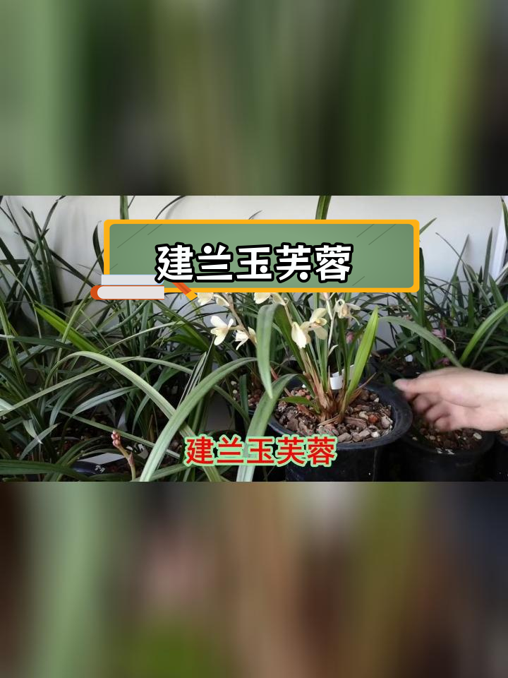 建兰玉芙蓉介绍图片