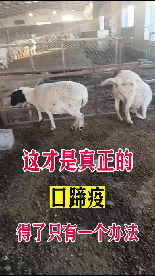 羊口蹄疫图片 症状图片