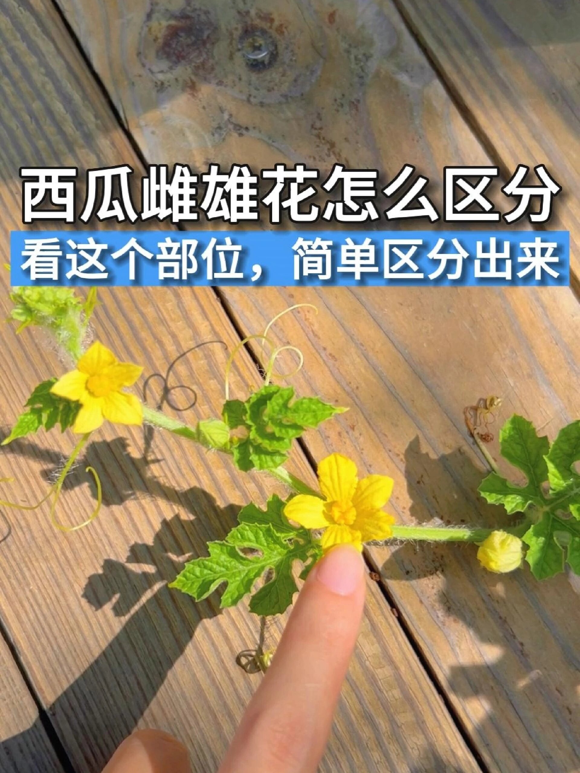 简单一招,区分西瓜雌花和雄花