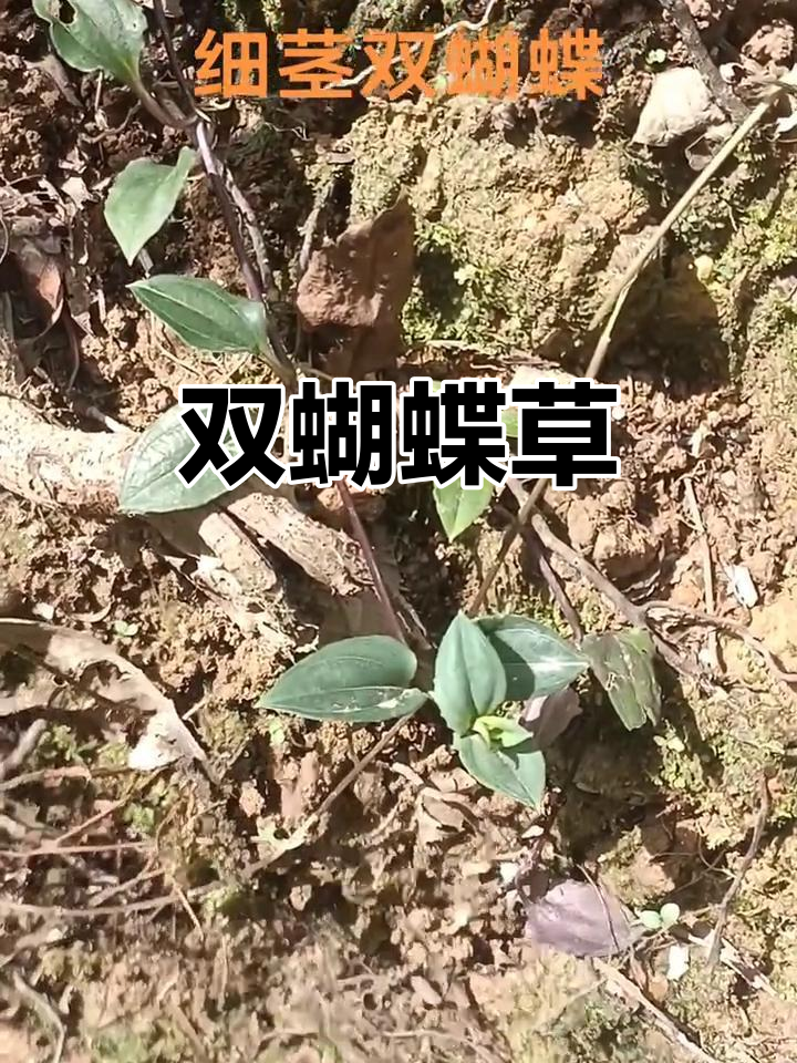 细茎双蝴蝶,龙胆科草本植物,欢迎交流!